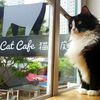 Cat Cafe Popping Up In NYC This Week!
